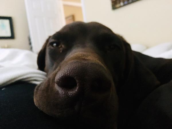 /Images/uploads/Southeast German Shorthaired Pointer Rescue/segspcalendarcontest2018/entries/9206thumb.jpg